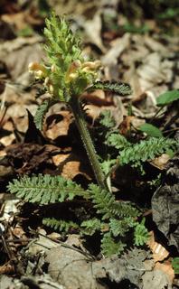 Pedicularis canadensis, plant and leaf and flower