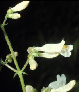Penstemon pallidus, flower