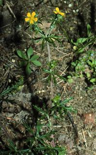 Potentilla argentea, plant and leaf and flower