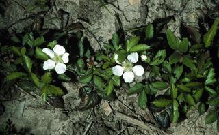 Rubus flagellaris, plant and flower