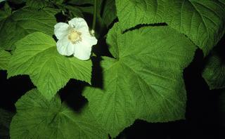 Rubus parviflorus, leaf and flower