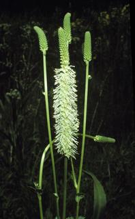 Sanguisorba canadensis, flower and bud