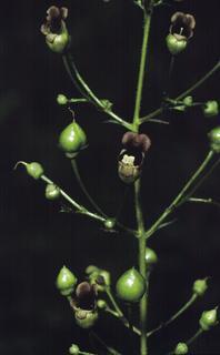 Scrophularia marilandica, flower and fruit