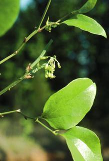 Smilax tamnoides, leaf and fruit
