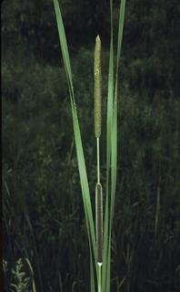 Typha angustifolia, flower