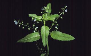 Veronica americana, leaf and flower