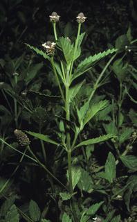 Phyla lanceolata, plant and leaf and flower and fruit