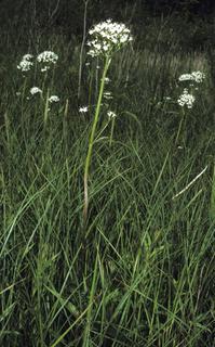 Valeriana uliginosa, habitat