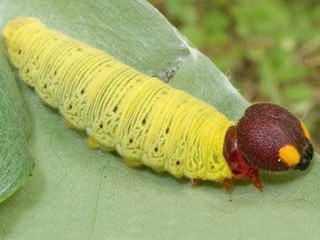 Epargyreus clarus, larva