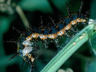 Agraulis vanillae, larva