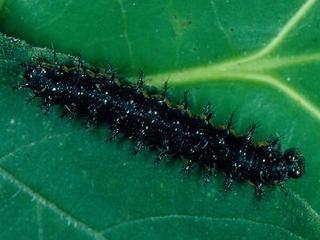 Chlosyne nycteis, larva