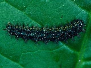 Chlosyne nycteis, larva