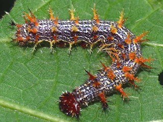 Polygonia interrogationis, larva
