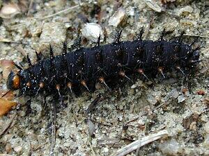 Speyeria cybele, larva