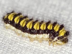 Harrisina americana, larva