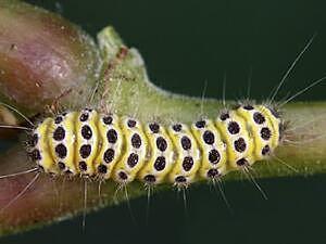 Harrisina americana, larva