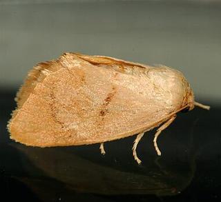 Tortricidia pallida, Red-crossed Button Slug Moth