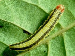 Macalla zelleri, larva