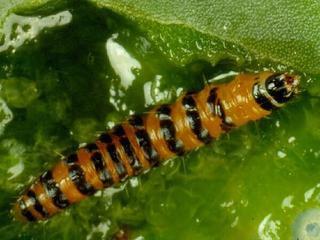 Cactoblastis cactorum, larva