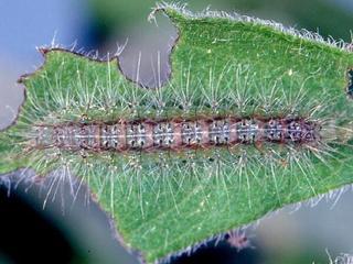 Oidaematophorus eupatorii, larva