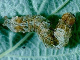 Habrosyne scripta, larva