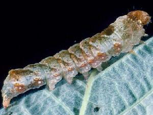 Habrosyne scripta, larva
