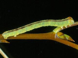 Protitame virginalis, larva