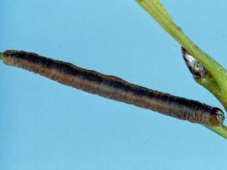 Protitame virginalis, larva