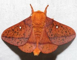 Anisota stigma, Spiny Oakworm Moth