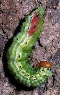 Dryocampa rubicunda, larva