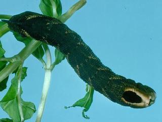 Lintneria eremitus, larva