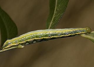 Elasmia packardii, larva