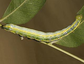 Elasmia packardii, larva