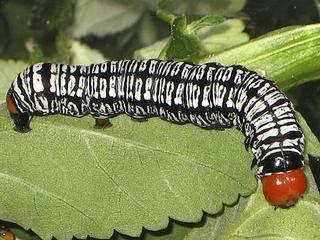 Diphthera festiva, larva