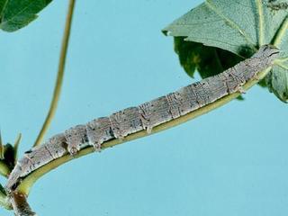 Parallelia bistriaris, larva