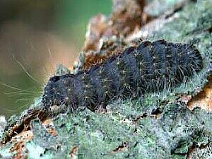 Acronicta hasta, larva