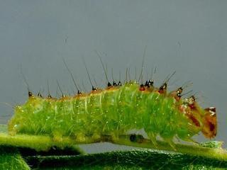 Acronicta clarescens, larva