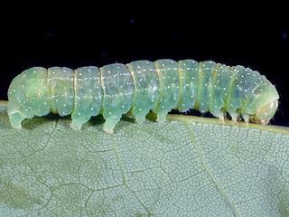 Lithophane baileyi, larva