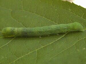 Lithophane baileyi, larva