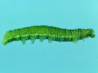Psaphida electilis, larva