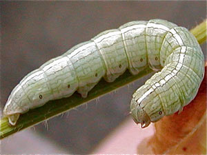 Cucullia asteroides, larva
