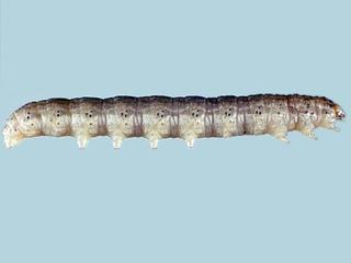 Agrotis vetusta, larva