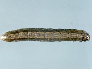 Euxoa ochrogaster, larva