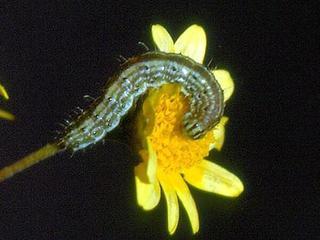 Heliothodes diminutiva, larva