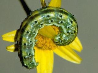 Heliothodes diminutiva, larva