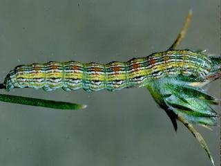 Schinia aurantiaca, larva
