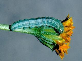 Schinia graefiana, larva