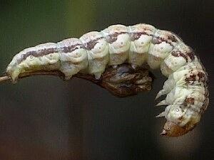 Schinia chrysellus, larva