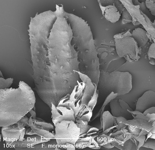 Frullania monocera, perianth