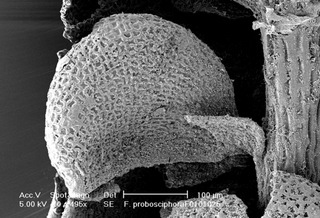 Frullania probosciphora